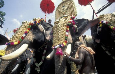 Hindistan 'ın Kerala ilindeki Thrissur veya Trichur kentinde düzenlenen geleneksel Pooram veya Fil Festivali ve Tapınak Festivali' nde filleriyle çiftçiler. Hindistan, Thrissur, Nisan 1998