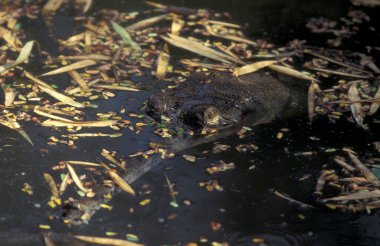 Gangnes Gavial Hindistan 'ın Karnataka ilindeki Mysore şehrindeki Mysore Hayvanat Bahçesi' nde.. 