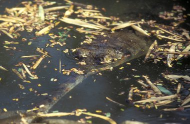 Gangnes Gavial Hindistan 'ın Karnataka ilindeki Mysore şehrindeki Mysore Hayvanat Bahçesi' nde.. 