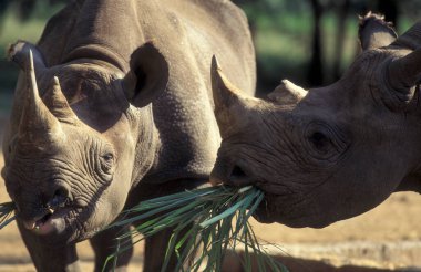 Hindistan 'ın Karnataka ilindeki Mysore şehrindeki Mysore Hayvanat Bahçesi' nde gergedan..    