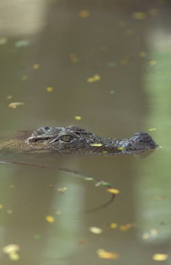 Hindistan 'ın Karnataka ilindeki Mysore şehrindeki Mysore Hayvanat Bahçesinde Hint Timsahı.. 