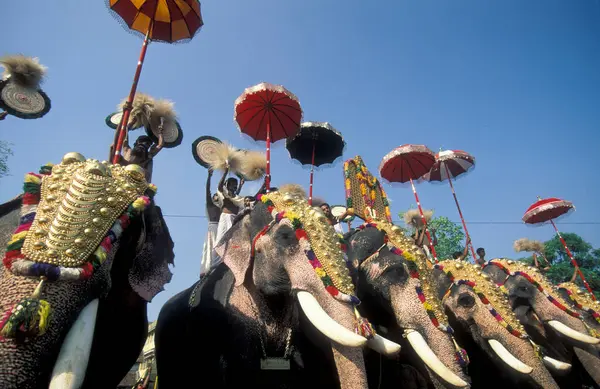 stock image Farmers with their Elephants at the traditional Pooram or Elephant Festival and Temple Festival in the city of Thrissur or Trichur in the Province Kerala in India.  India, Thrissur, April, 1998