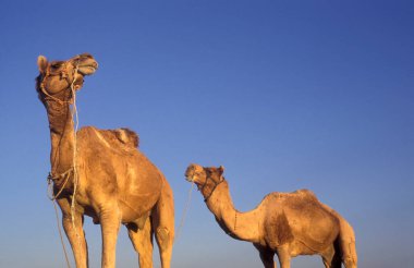 Hindistan 'ın Rajasthan ilindeki Jaisalmer kasabasında iki Camel. Hindistan, Jaisalmer, Ocak 1998