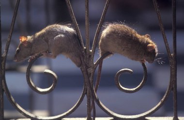 Hindistan 'ın Rajasthan ilindeki Deshnoke kasabasındaki Karni Mata Rat Tapınağı' nın içindeki fareler. Hindistan, Bikaner, Ocak 1998