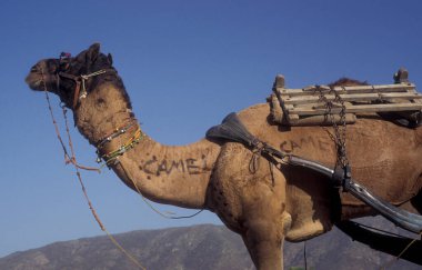 Camels at the Bikaner Camel Festival in the Town of Bikaner in the Province of Rajasthan in India.  India, Bikaner, January, 1998 clipart