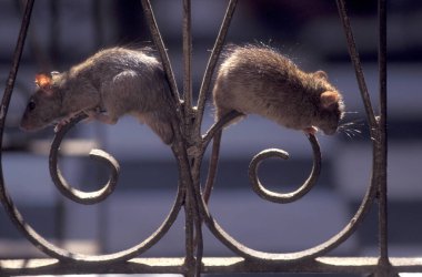 Hindistan 'ın Rajasthan ilindeki Deshnoke kasabasındaki Karni Mata Rat Tapınağı' nın içindeki fareler. Hindistan, Bikaner, Ocak 1998