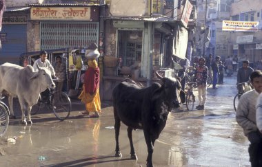 Mavi Şehir 'de kutsal bir inekle trafik ve Hindistan' ın Rajasthan ilindeki Jodhpur kasabası. Hindistan, Jodhpur, Ocak 1998