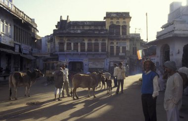 İnsanlar ve Kutsal İnek, Mavi Şehir 'de mavi boyalı bir evde ve Hindistan' ın Rajasthan ilindeki Jodhpur kasabasında yaşıyor. Hindistan, Jodhpur, Ocak 1998