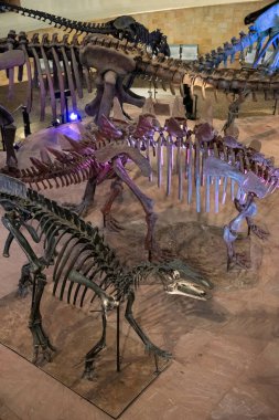 Sirindhorn Müzesi 'nde bir dinazor iskeleti ya da Tayland' ın Kalasin kenti yakınlarındaki Sahatsakhan kasabasında Phu Kum Kossil Kazı alanı. Tayland, Kalasin, Aralık 2024