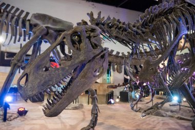 Sirindhorn Müzesi 'nde bir dinazor iskeleti ya da Tayland' ın Kalasin kenti yakınlarındaki Sahatsakhan kasabasında Phu Kum Kossil Kazı alanı. Tayland, Kalasin, Aralık 2024