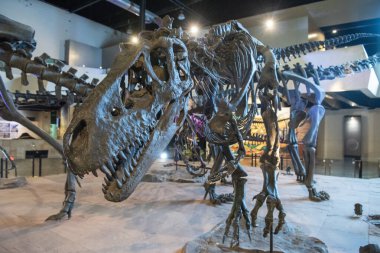 Sirindhorn Müzesi 'nde bir dinazor iskeleti ya da Tayland' ın Kalasin kenti yakınlarındaki Sahatsakhan kasabasında Phu Kum Kossil Kazı alanı. Tayland, Kalasin, Aralık 2024