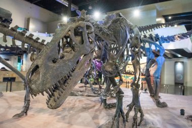 Sirindhorn Müzesi 'nde bir dinazor iskeleti ya da Tayland' ın Kalasin kenti yakınlarındaki Sahatsakhan kasabasında Phu Kum Kossil Kazı alanı. Tayland, Kalasin, Aralık 2024