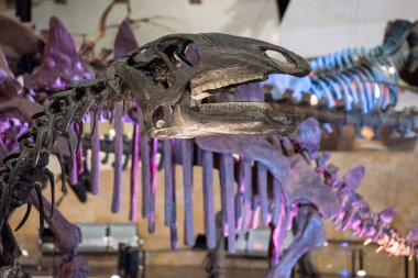 Sirindhorn Müzesi 'nde bir dinazor iskeleti ya da Tayland' ın Kalasin kenti yakınlarındaki Sahatsakhan kasabasında Phu Kum Kossil Kazı alanı. Tayland, Kalasin, Aralık 2024