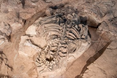 Tayland 'ın Kalasin kenti Kalasin yakınlarındaki Sahatsakhan kasabasındaki Sirindhorn Müzesi yakınlarındaki Phu Kum Khao Fossil Kazı sahasında bulunan orijinal Fosil Dinozor iskeleti parçaları. Tayland, Kalasin, Aralık 2024