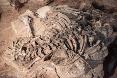 Tayland 'ın Kalasin kenti Kalasin yakınlarındaki Sahatsakhan kasabasındaki Sirindhorn Müzesi yakınlarındaki Phu Kum Khao Fossil Kazı sahasında bulunan orijinal Fosil Dinozor iskeleti parçaları. Tayland, Kalasin, Aralık 2024