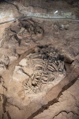 Tayland 'ın Kalasin kenti Kalasin yakınlarındaki Sahatsakhan kasabasındaki Sirindhorn Müzesi yakınlarındaki Phu Kum Khao Fossil Kazı sahasında bulunan orijinal Fosil Dinozor iskeleti parçaları. Tayland, Kalasin, Aralık 2024