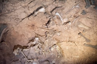 Tayland 'ın Kalasin kenti Kalasin yakınlarındaki Sahatsakhan kasabasındaki Sirindhorn Müzesi yakınlarındaki Phu Kum Khao Fossil Kazı sahasında bulunan orijinal Fosil Dinozor iskeleti parçaları. Tayland, Kalasin, Aralık 2024