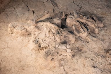 Tayland 'ın Kalasin kenti Kalasin yakınlarındaki Sahatsakhan kasabasındaki Sirindhorn Müzesi yakınlarındaki Phu Kum Khao Fossil Kazı sahasında bulunan orijinal Fosil Dinozor iskeleti parçaları. Tayland, Kalasin, Aralık 2024