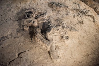 Tayland 'ın Kalasin kenti Kalasin yakınlarındaki Sahatsakhan kasabasındaki Sirindhorn Müzesi yakınlarındaki Phu Kum Khao Fossil Kazı sahasında bulunan orijinal Fosil Dinozor iskeleti parçaları. Tayland, Kalasin, Aralık 2024