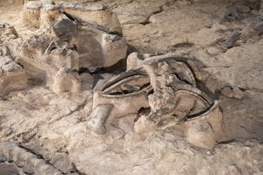 Tayland 'ın Kalasin kenti Kalasin yakınlarındaki Sahatsakhan kasabasındaki Sirindhorn Müzesi yakınlarındaki Phu Kum Khao Fossil Kazı sahasında bulunan orijinal Fosil Dinozor iskeleti parçaları. Tayland, Kalasin, Aralık 2024