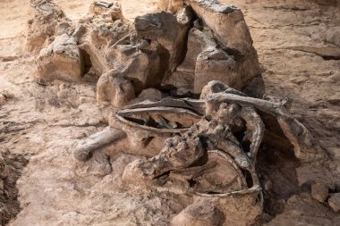 Tayland 'ın Kalasin kenti Kalasin yakınlarındaki Sahatsakhan kasabasındaki Sirindhorn Müzesi yakınlarındaki Phu Kum Khao Fossil Kazı sahasında bulunan orijinal Fosil Dinozor iskeleti parçaları. Tayland, Kalasin, Aralık 2024