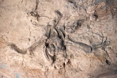 Tayland 'ın Kalasin kenti Kalasin yakınlarındaki Sahatsakhan kasabasındaki Sirindhorn Müzesi yakınlarındaki Phu Kum Khao Fossil Kazı sahasında bulunan orijinal Fosil Dinozor iskeleti parçaları. Tayland, Kalasin, Aralık 2024