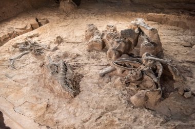Tayland 'ın Kalasin kenti Kalasin yakınlarındaki Sahatsakhan kasabasındaki Sirindhorn Müzesi yakınlarındaki Phu Kum Khao Fossil Kazı sahasında bulunan orijinal Fosil Dinozor iskeleti parçaları. Tayland, Kalasin, Aralık 2024