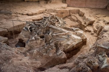 Tayland 'ın Kalasin kenti Kalasin yakınlarındaki Sahatsakhan kasabasındaki Sirindhorn Müzesi yakınlarındaki Phu Kum Khao Fossil Kazı sahasında bulunan orijinal Fosil Dinozor iskeleti parçaları. Tayland, Kalasin, Aralık 2024