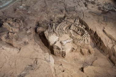Tayland 'ın Kalasin kenti Kalasin yakınlarındaki Sahatsakhan kasabasındaki Sirindhorn Müzesi yakınlarındaki Phu Kum Khao Fossil Kazı sahasında bulunan orijinal Fosil Dinozor iskeleti parçaları. Tayland, Kalasin, Aralık 2024