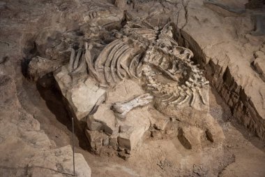 Tayland 'ın Kalasin kenti Kalasin yakınlarındaki Sahatsakhan kasabasındaki Sirindhorn Müzesi yakınlarındaki Phu Kum Khao Fossil Kazı sahasında bulunan orijinal Fosil Dinozor iskeleti parçaları. Tayland, Kalasin, Aralık 2024