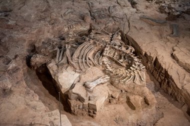 Tayland 'ın Kalasin kenti Kalasin yakınlarındaki Sahatsakhan kasabasındaki Sirindhorn Müzesi yakınlarındaki Phu Kum Khao Fossil Kazı sahasında bulunan orijinal Fosil Dinozor iskeleti parçaları. Tayland, Kalasin, Aralık 2024