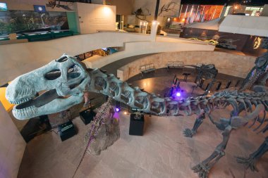 Sirindhorn Müzesi 'nde bir dinazor iskeleti ya da Tayland' ın Kalasin kenti yakınlarındaki Sahatsakhan kasabasında Phu Kum Kossil Kazı alanı. Tayland, Kalasin, Aralık 2024