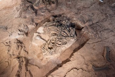 Tayland 'ın Kalasin kenti Kalasin yakınlarındaki Sahatsakhan kasabasındaki Sirindhorn Müzesi yakınlarındaki Phu Kum Khao Fossil Kazı sahasında bulunan orijinal Fosil Dinozor iskeleti parçaları. Tayland, Kalasin, Aralık 2024