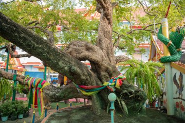 Tayland, Tayland 'ın Rayong şehrindeki Wat Lum Mahachai Chumphon' da bir ağaç, 25 Ekim 2024