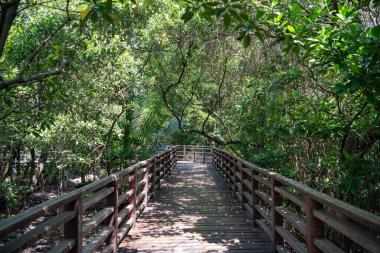 Tayland, Tayland, Rayong, 26 Ekim 2024 'te Rayong şehrinde Mangrove' da bir sahil yürüyüşü.
