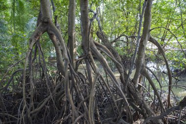 Mangrove 'daki Mangrove Ağacı ve Bitkileri Tayland' ın Rayong şehrinde 26 Ekim 2024 'te Rayong şehrinde yürür.