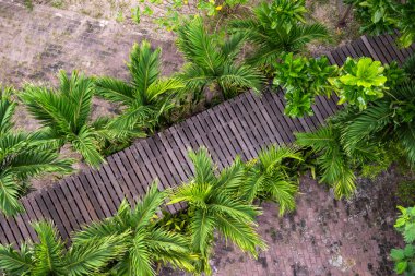 Tayland, Tayland, Rayong, 26 Ekim 2024 'te Rayong şehrinde Mangrove' da bir sahil yürüyüşü.