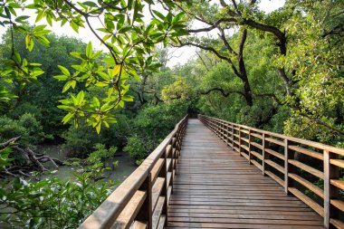 Tayland, Tayland, Rayong, 26 Ekim 2024 'te Rayong şehrinde Mangrove' da bir sahil yürüyüşü.
