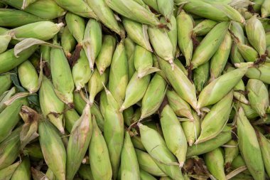 Tayland, Tayland, Rayong 'daki Rayong şehrindeki Food and Star taze pazarında mısır, 24 Ekim 2024