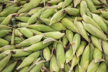 Tayland, Tayland, Rayong 'daki Rayong şehrindeki Food and Star taze pazarında mısır, 24 Ekim 2024