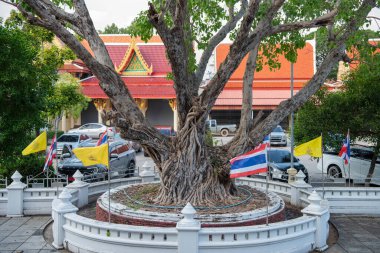 Tayland 'ın Rayong iline bağlı Wat Pa Pradu' daki Padouk Ağacı, 25 Ekim 2024