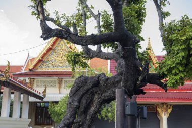 Tayland 'ın Rayong iline bağlı Wat Pa Pradu' daki Padouk Ağacı, 25 Ekim 2024