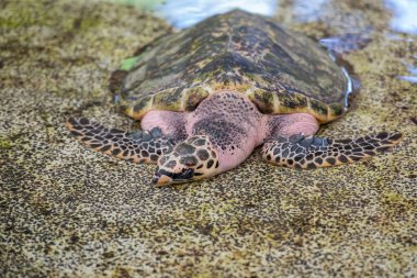 Tayland 'ın Chonburi eyaleti Sattahip' teki Turtle Koruma Merkezi 'ndeki havuzda bir deniz kaplumbağası. 30 Ekim 2024.
