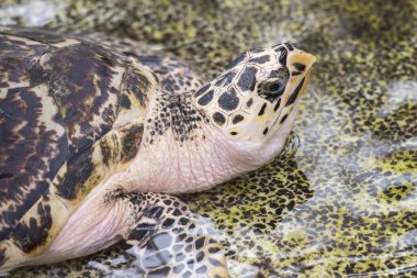 Tayland 'ın Chonburi eyaleti Sattahip' teki Turtle Koruma Merkezi 'ndeki havuzda bir deniz kaplumbağası. 30 Ekim 2024.