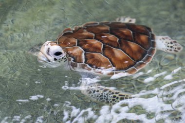 Tayland 'ın Chonburi eyaleti Sattahip' teki Turtle Koruma Merkezi 'ndeki havuzda bir deniz kaplumbağası. 30 Ekim 2024.