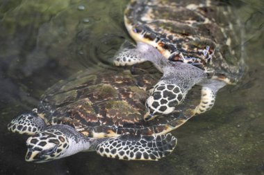 Tayland 'ın Chonburi eyaleti Sattahip' teki Turtle Koruma Merkezi 'ndeki havuzda bir deniz kaplumbağası. 30 Ekim 2024.