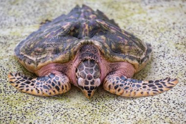 Tayland 'ın Chonburi eyaleti Sattahip' teki Turtle Koruma Merkezi 'ndeki havuzda bir deniz kaplumbağası. 30 Ekim 2024.