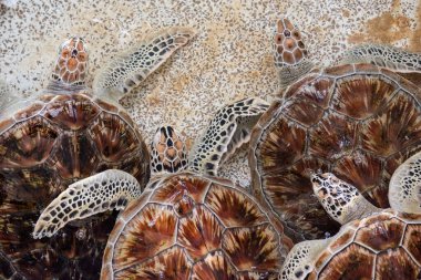 Tayland 'ın Chonburi eyaleti Sattahip' teki Turtle Koruma Merkezi 'ndeki havuzda bir deniz kaplumbağası. 30 Ekim 2024.