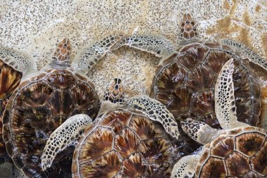 Tayland 'ın Chonburi eyaleti Sattahip' teki Turtle Koruma Merkezi 'ndeki havuzda bir deniz kaplumbağası. 30 Ekim 2024.