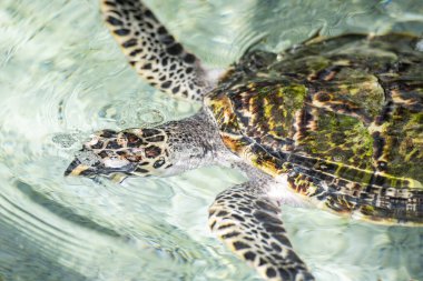 Tayland 'ın Chonburi eyaleti Sattahip' teki Turtle Koruma Merkezi 'ndeki havuzda bir deniz kaplumbağası. 30 Ekim 2024.